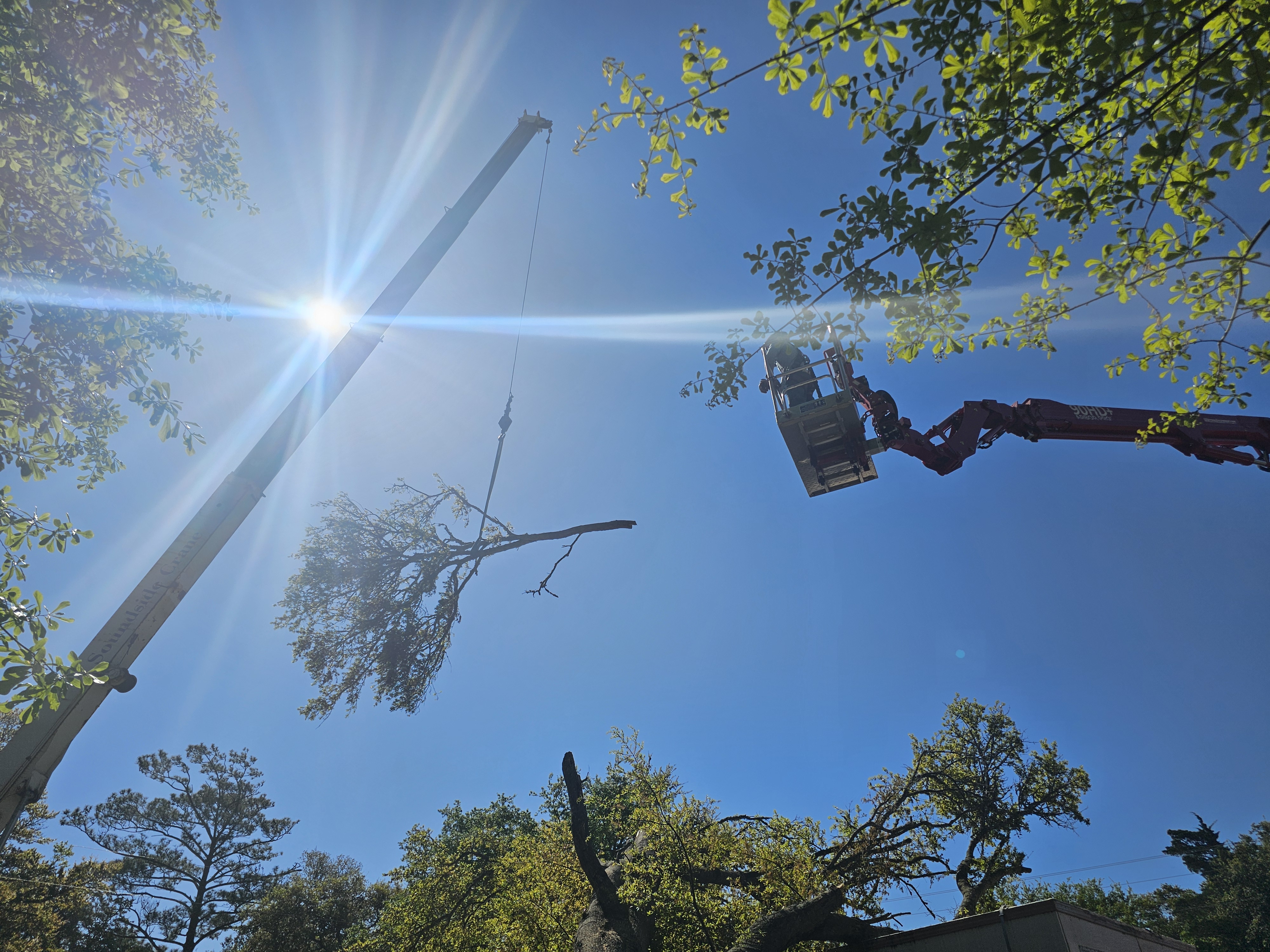 IMG_20240511_144050 (4)