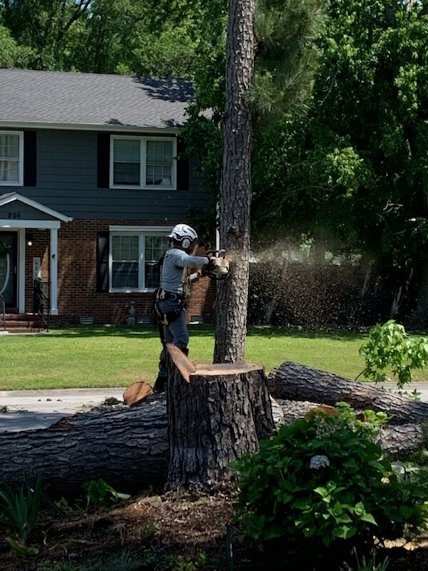 24/7 Emergency Tree Removal Near Me