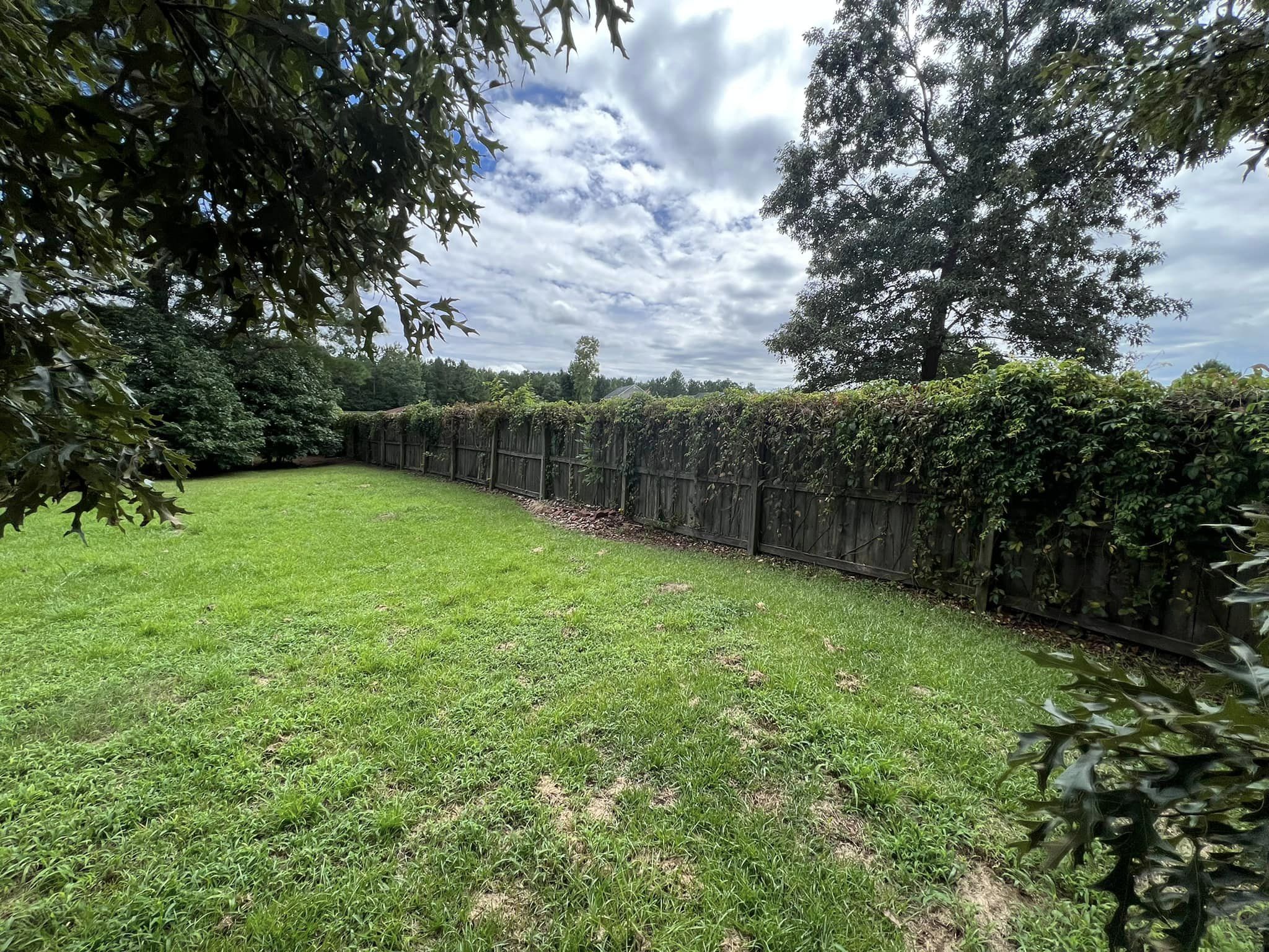 heavily overgrown vines on a fence posing as a fire hazard