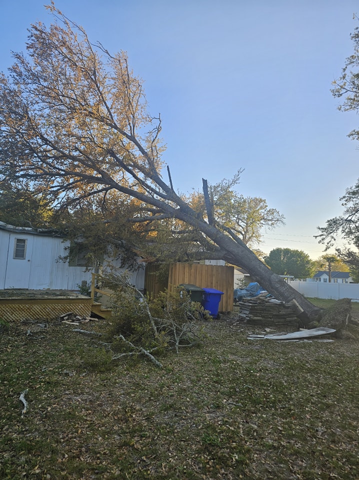 Tree uprooted with broken limbs after a hurricane on top of a mobile home