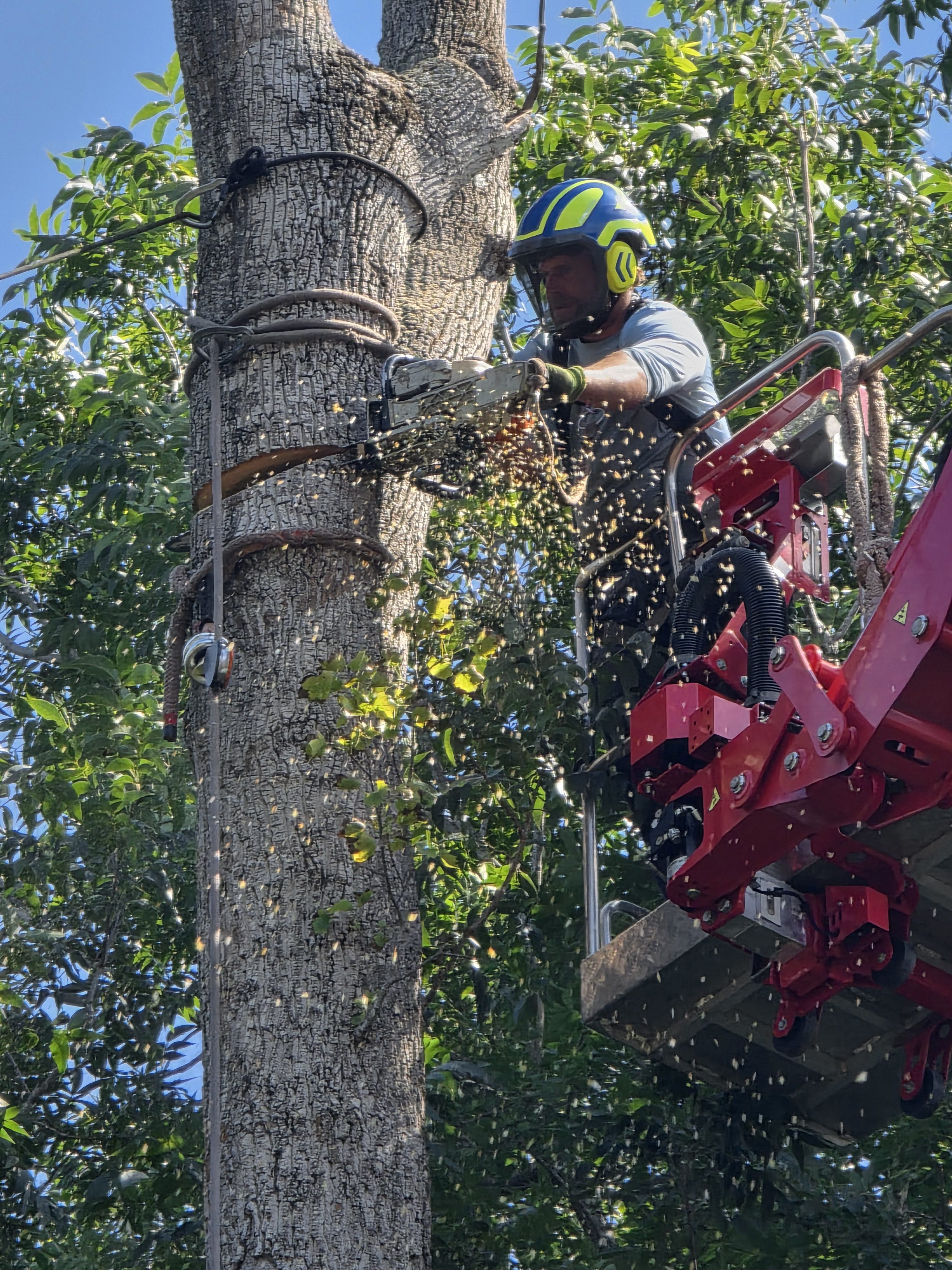 Drop Zone Team Member Cutting Large Tree Trunk from Aerial Lift