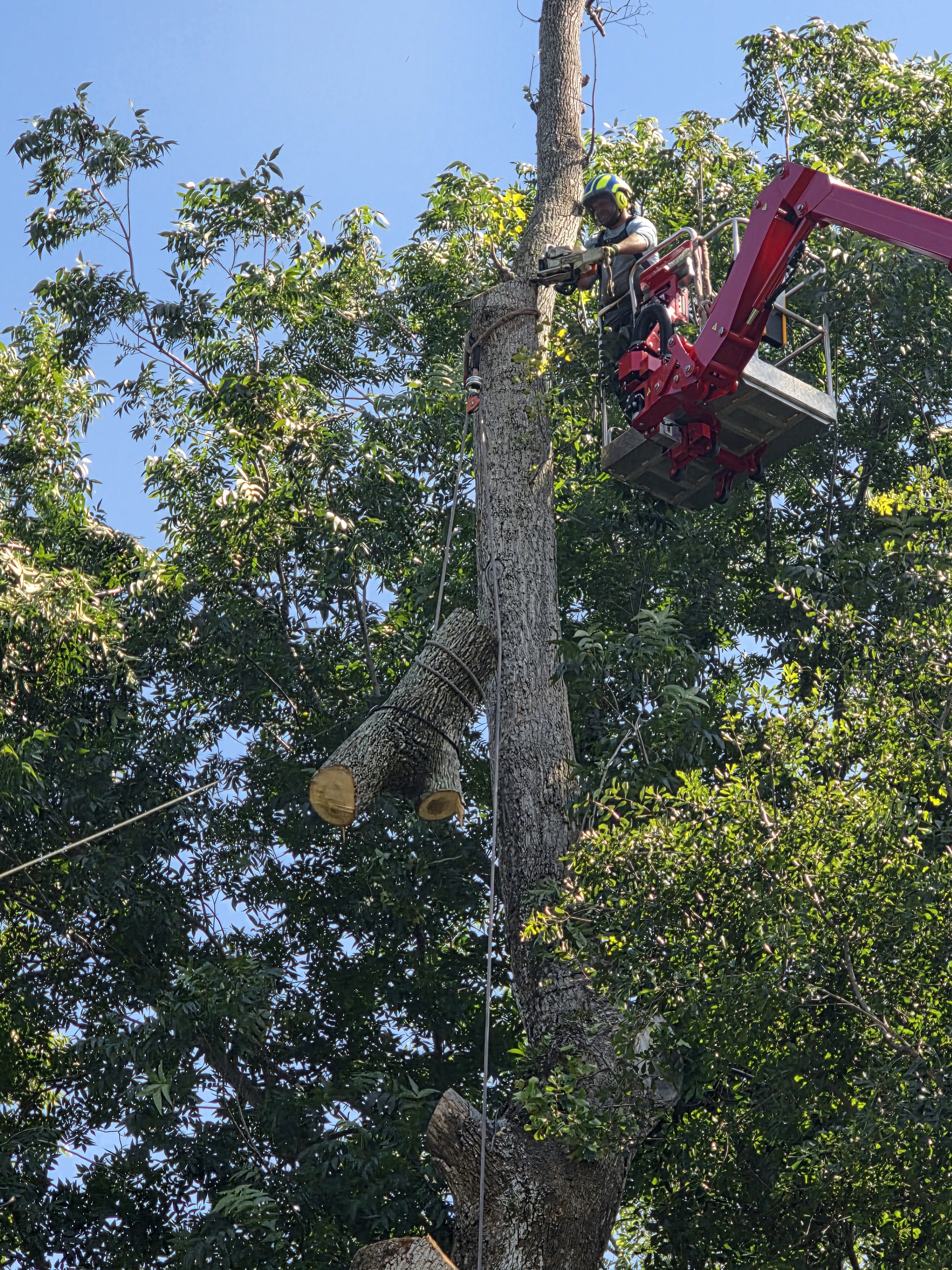 Tree Trunk Cutting on Lift