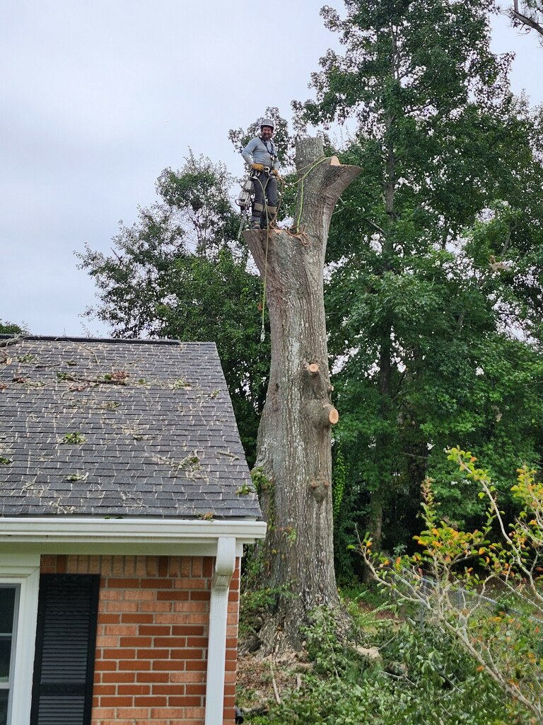 Massive Tree Limbs Cut Down beside House in Jacksonville NC