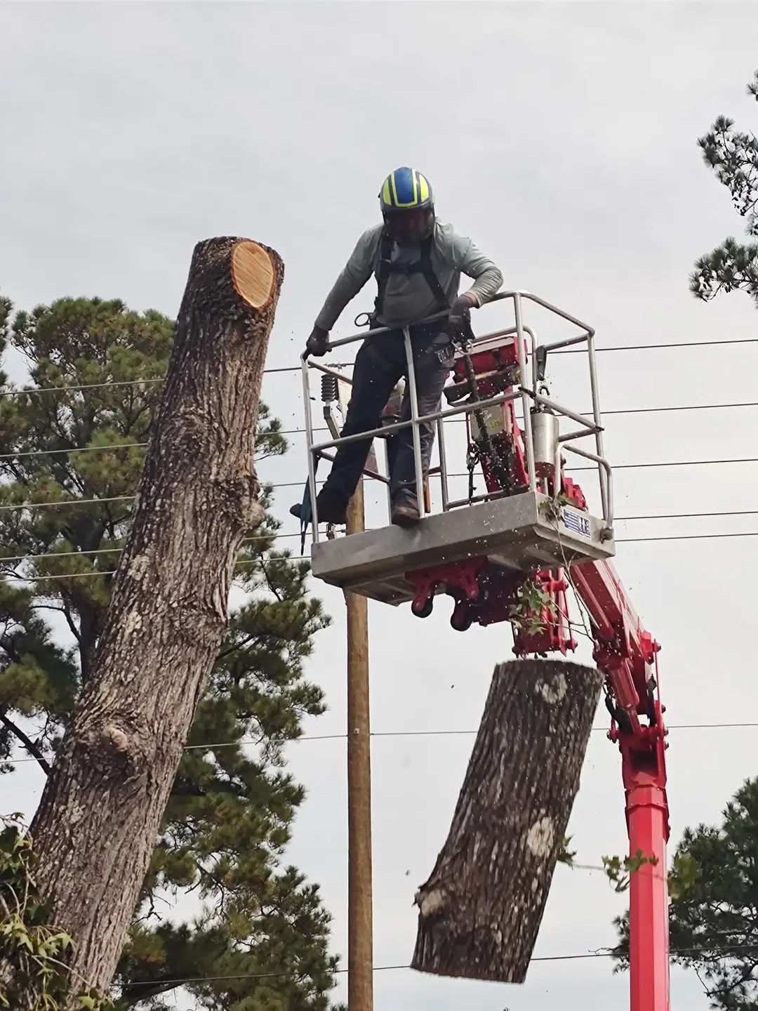 Drop Zone Tree Service Tree Crown Removal